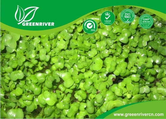 organnic Radish sprouts seeds with ISO9001-2000 approvals , Green Black Yellow supplier