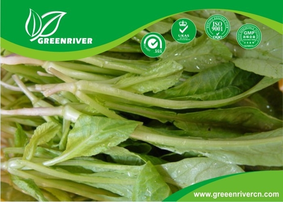 organnic Radish sprouts seeds with ISO9001-2000 approvals , Green Black Yellow supplier