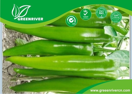 Hybrid type Green pepper seeds F1 Fruit , 20-23 cm length supplier